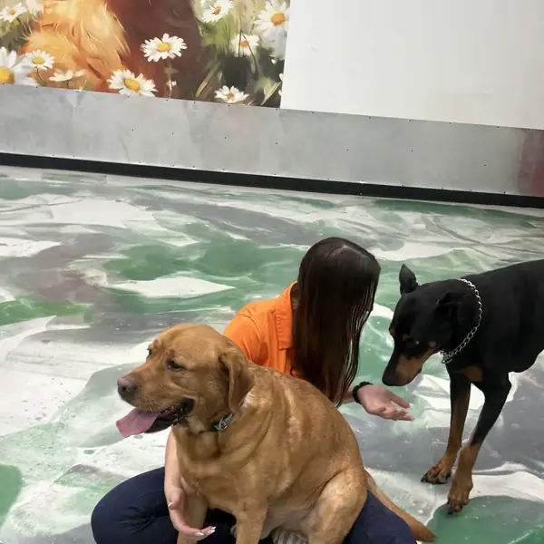 Daycare playtime at K9 Rox Club Las Vegas